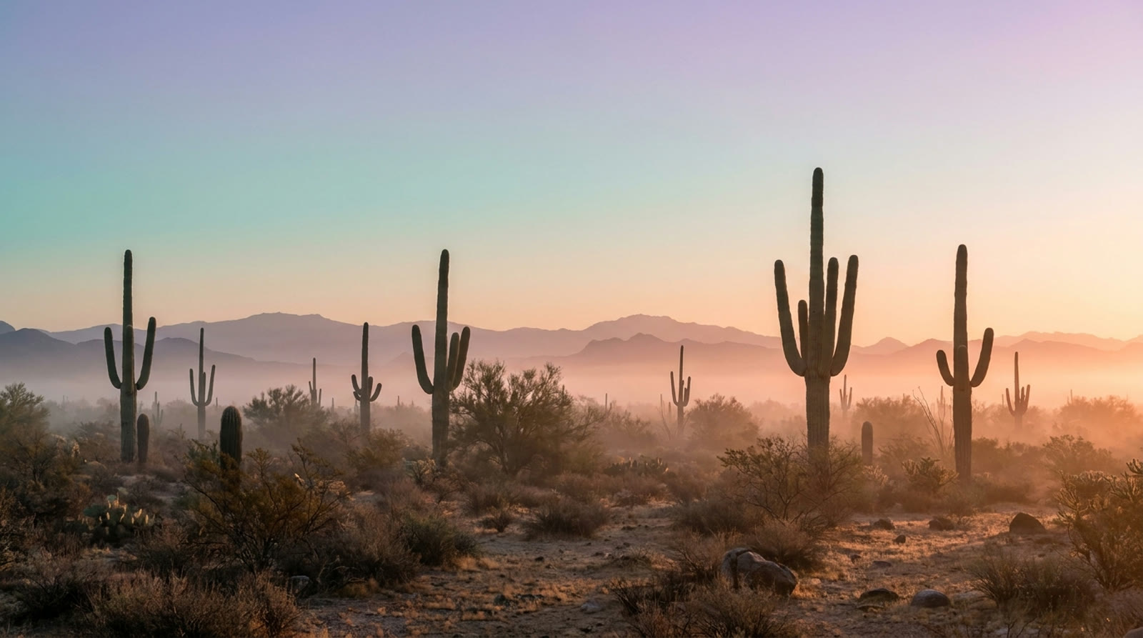 Soft dawn light over the Arizona desert